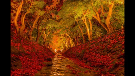 オーレンブログID:497『三連休初日紅葉見頃みたいです』の画像