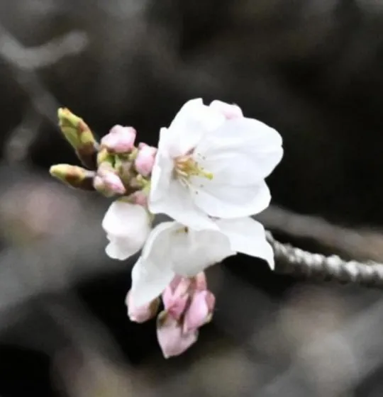 オーレンブログID:564『🌸さくら咲く🌸』の画像